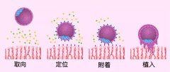 有少量出血，小便多，嘴巴金属味？可能是胚胎