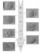 囊胚培养移植的策略