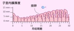 什么样的内膜和卵泡才能促进试管好孕？