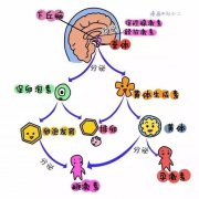 为什么多囊卵巢综合征的LH水平那么高？