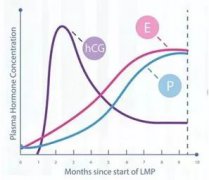 HCG检测的阴性“窗口期”