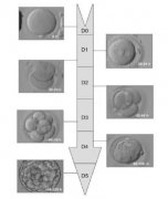 胚胎评分与成功率的关系