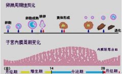 超声检测排卵中的子宫内膜指标