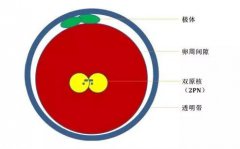 为什么不是100%的卵子正常受精