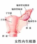 输卵管性不孕有什么法子？