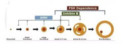 为什么生殖医生更关注AMH的检测